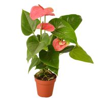 Anthurium 'Pink' Plant