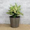 2-Pack Self-watering Wicker Decor Planter for Indoor and Outdoor - Round - Grey